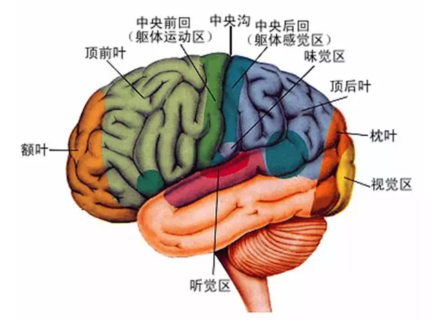 經(jīng)顱磁刺激治療你知道多少？
